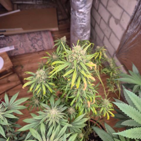 Afghani #1 (45-50bt) growlog timeline photo