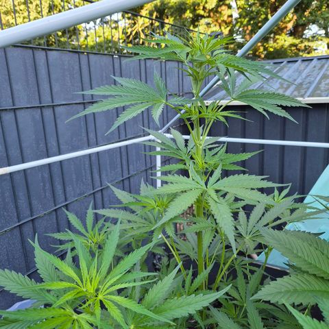 💚CHOCOLOPE 🍫 ☕️auto (56-63 BT) growlog timeline photo