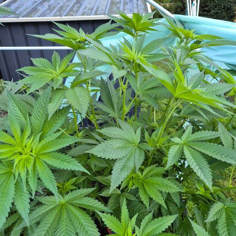 💚Bubba kush 🦝 (56-63 BT) growlog timeline photo