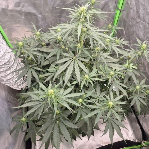 LSD auto (63-70 Tage ab Keimung) growlog timeline photo