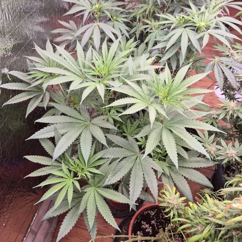 ICE 💚🧊 (63-70bt) growlog timeline photo