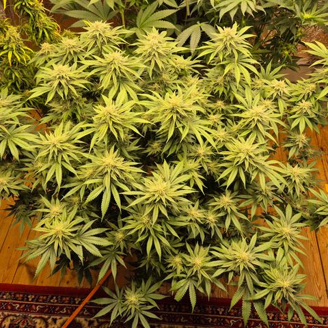 WTF- Königin Mimosa evo 👑👑👑 (65-70bt) growlog timeline photo