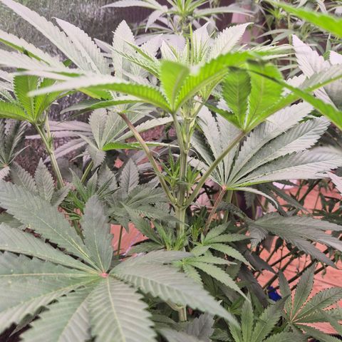 ICE 💚🧊 (63-70bt) growlog timeline photo
