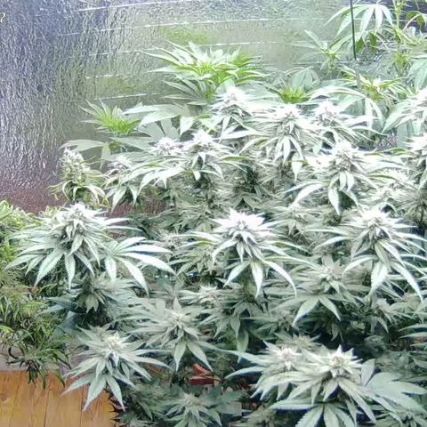 WTF- Königin Mimosa evo 👑👑👑 (65-70bt) growlog timeline photo