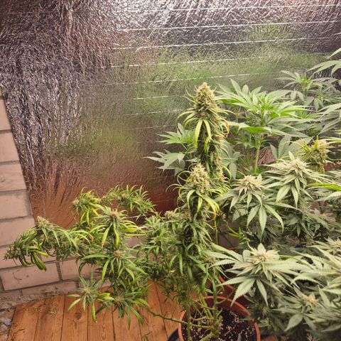 Afghani #1 (45-50bt) growlog timeline photo