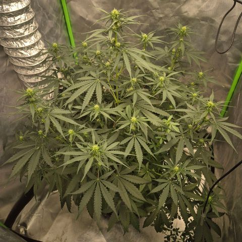 LSD auto (63-70 Tage ab Keimung) growlog timeline photo