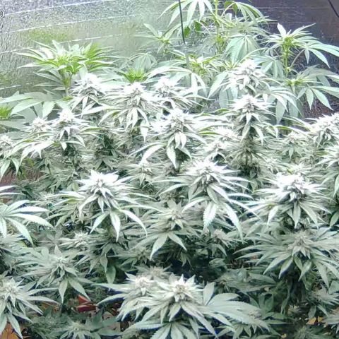WTF- Königin Mimosa evo 👑👑👑 (65-70bt) growlog timeline photo