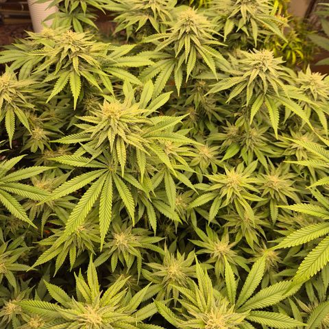 WTF- Königin Mimosa evo 👑👑👑 (65-70bt) growlog timeline photo