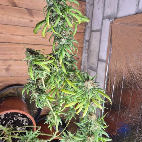 Afghani #1 (45-50bt) growlog timeline photo