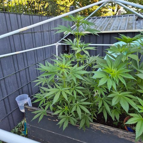 💚CHOCOLOPE 🍫 ☕️auto (56-63 BT) growlog timeline photo