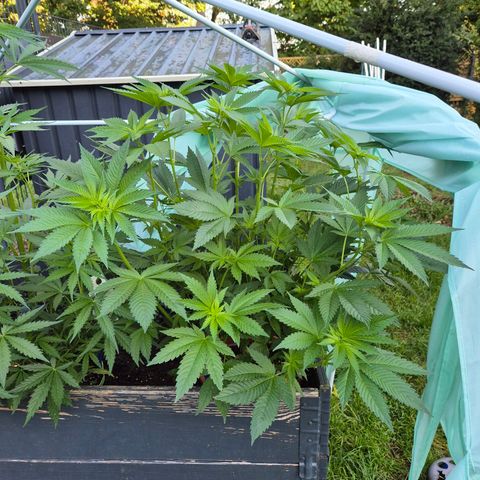 💚Bubba kush 🦝 (56-63 BT) growlog timeline photo