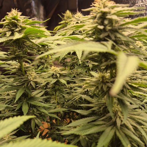 WTF- Königin Mimosa evo 👑👑👑 (65-70bt) growlog timeline photo