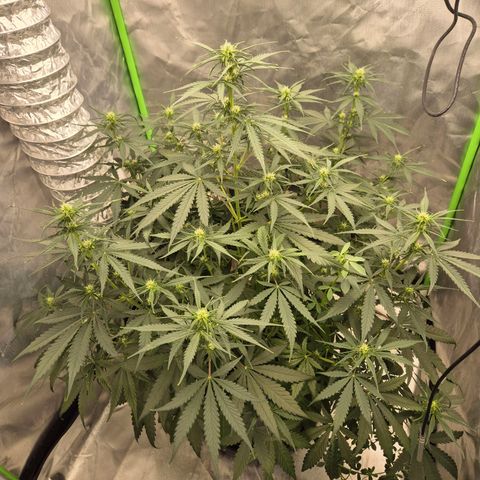 LSD auto (63-70 Tage ab Keimung) growlog timeline photo