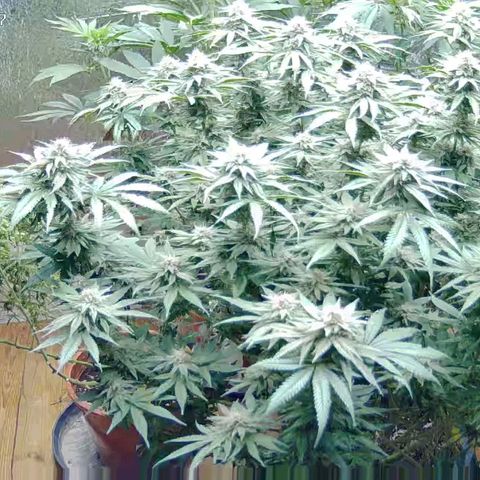WTF- Königin Mimosa evo 👑👑👑 (65-70bt) growlog photo: Guten morgen, liebe Damen 😅💚