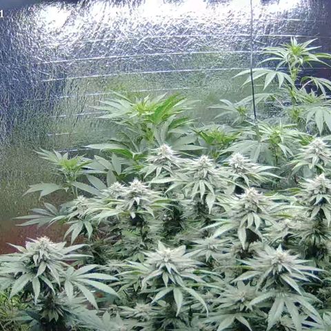 WTF- Königin Mimosa evo 👑👑👑 (65-70bt) growlog photo: Guten morgen, liebe Damen 😅💚