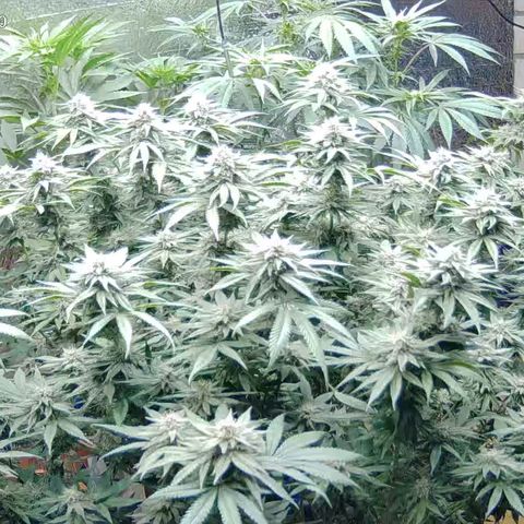 WTF- Königin Mimosa evo 👑👑👑 (65-70bt) growlog timeline photo