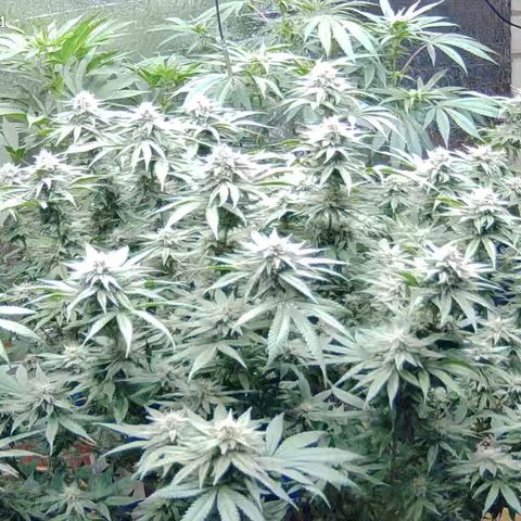 WTF- Königin Mimosa evo 👑👑👑 (65-70bt) growlog timeline photo