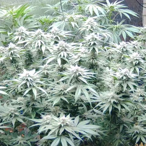 WTF- Königin Mimosa evo 👑👑👑 (65-70bt) growlog timeline photo