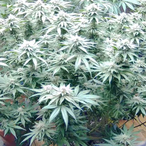 WTF- Königin Mimosa evo 👑👑👑 (65-70bt) growlog timeline photo