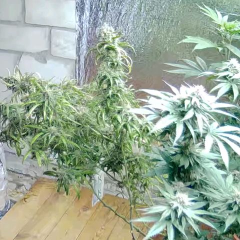 Afghani #1 (45-50bt) growlog timeline photo