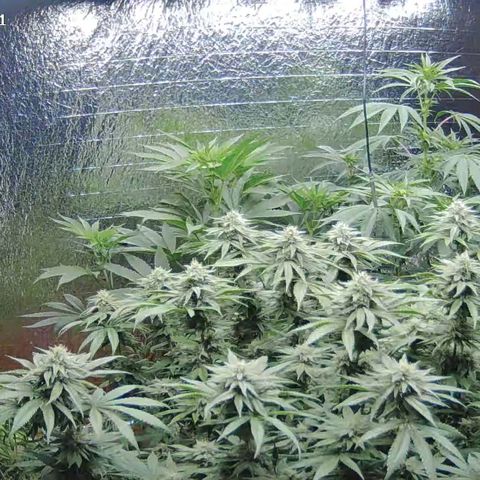 Ice cream cake 🍰 & permanent marker🖊(65-73bt) growlog photo: Hinten rechts