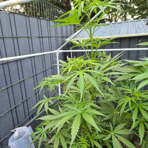 💚CHOCOLOPE 🍫 ☕️auto (56-63 BT) growlog timeline photo