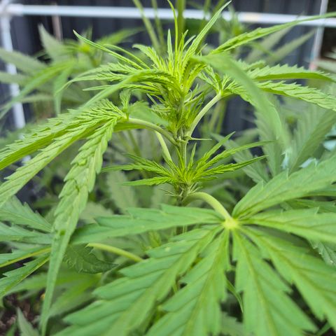 💚CHOCOLOPE 🍫 ☕️auto (56-63 BT) growlog timeline photo
