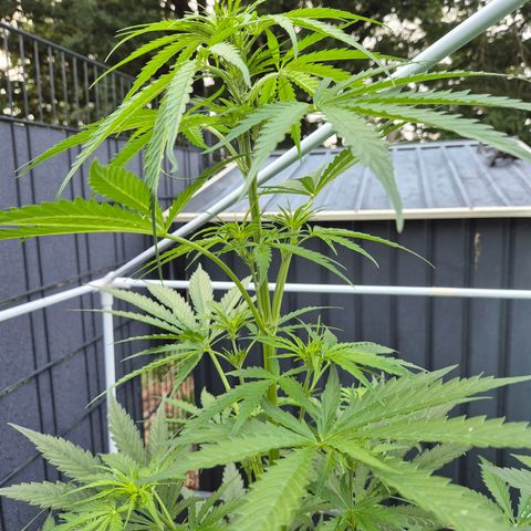 💚CHOCOLOPE 🍫 ☕️auto (56-63 BT) growlog timeline photo