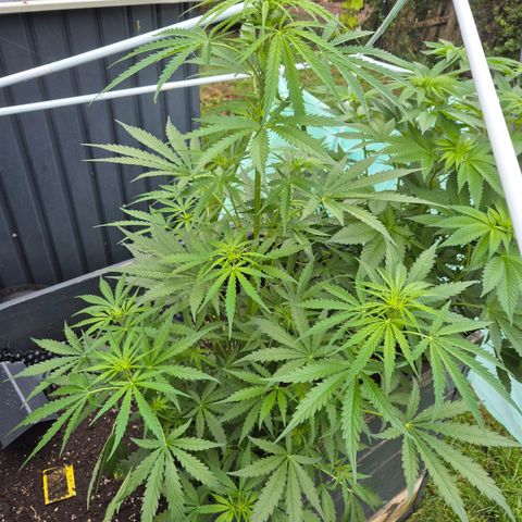 💚CHOCOLOPE 🍫 ☕️auto (56-63 BT) growlog timeline photo