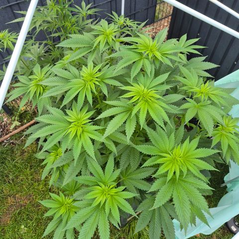 💚Bubba kush 🦝 (56-63 BT) growlog timeline photo