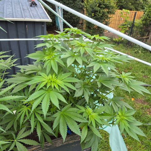 💚Bubba kush 🦝 (56-63 BT) growlog timeline photo