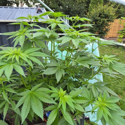 💚Bubba kush 🦝 (56-63 BT) growlog timeline photo
