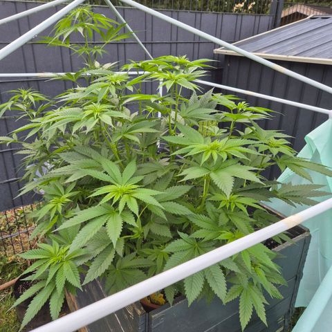 💚Bubba kush 🦝 (56-63 BT) growlog timeline photo