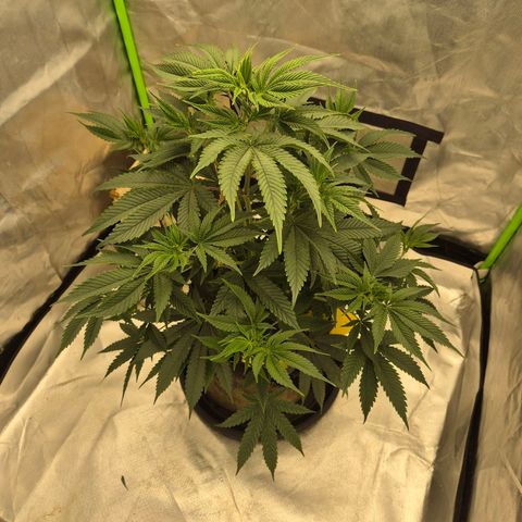 Mimosa evo stecki  🍊🍋🍍 (65-70bt) growlog timeline photo