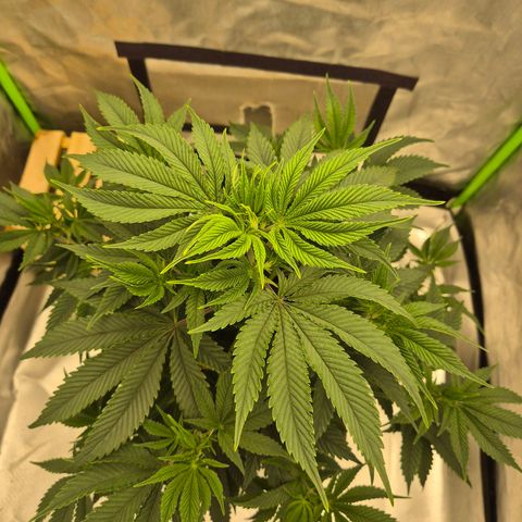 Mimosa evo stecki  🍊🍋🍍 (65-70bt) growlog timeline photo