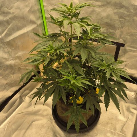 Mimosa evo stecki  🍊🍋🍍 (65-70bt) growlog timeline photo