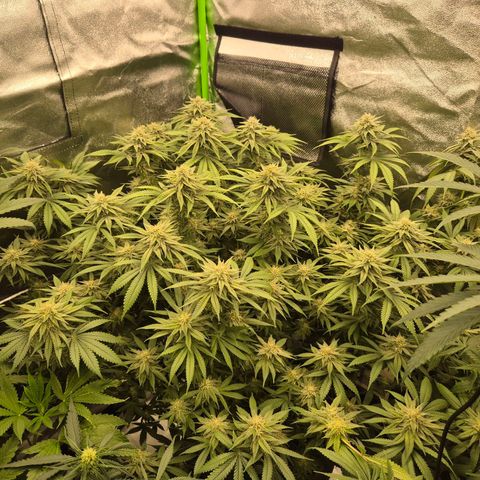 WTF- Königin Mimosa evo 👑👑👑 (65-70bt) growlog timeline photo