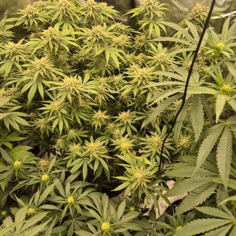 WTF- Königin Mimosa evo 👑👑👑 (65-70bt) growlog timeline photo