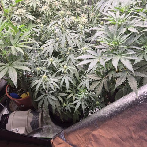 LSD auto (63-70 Tage ab Keimung) growlog timeline photo