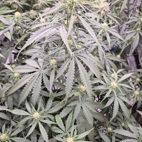 LSD auto (63-70 Tage ab Keimung) growlog timeline photo