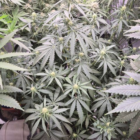 LSD auto (63-70 Tage ab Keimung) growlog timeline photo