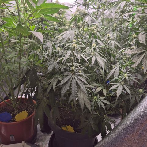 LSD auto (63-70 Tage ab Keimung) growlog timeline photo