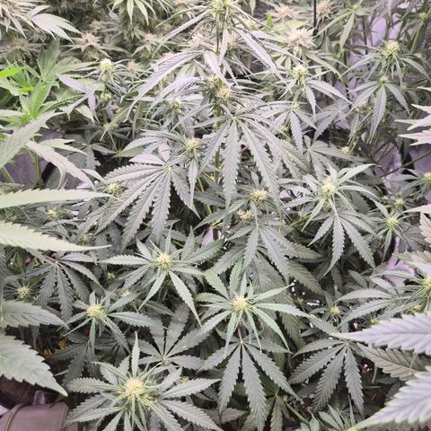 LSD auto (63-70 Tage ab Keimung) growlog timeline photo