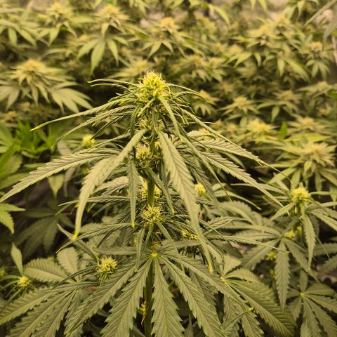 LSD auto (63-70 Tage ab Keimung) growlog timeline photo