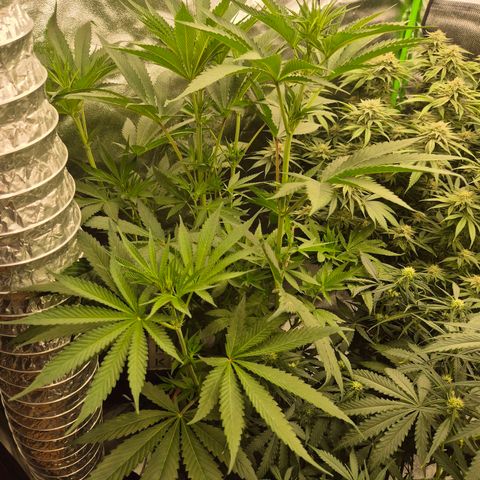 ICE 💚🧊 (63-70bt) growlog timeline photo