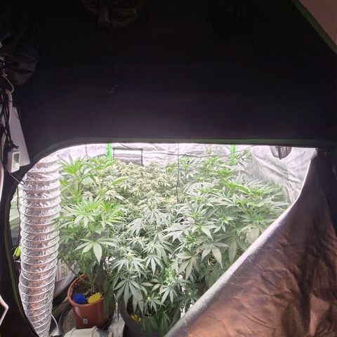 Ice cream cake 🍰 & permanent marker🖊(65-73bt) growlog photo: Neues Zelt  🥰 growroom war scheiße,  wegen der Temperaturen 