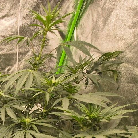 Ice cream cake 🍰 & permanent marker🖊(65-73bt) growlog photo: Neues Zelt  🥰 growroom war scheiße,  wegen der Temperaturen 