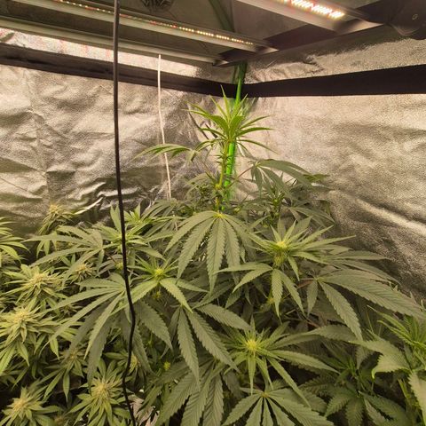 Ice cream cake 🍰 & permanent marker🖊(65-73bt) growlog photo: Neues Zelt  🥰 growroom war scheiße,  wegen der Temperaturen 