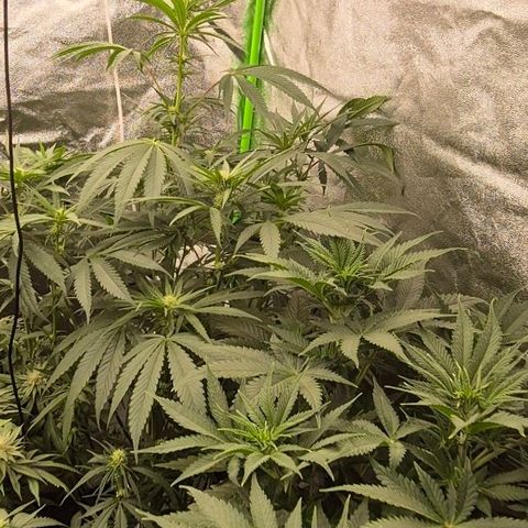Ice cream cake 🍰 & permanent marker🖊(65-73bt) growlog photo: Neues Zelt  🥰 growroom war scheiße,  wegen der Temperaturen 