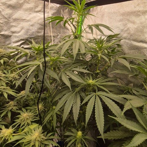 Ice cream cake 🍰 & permanent marker🖊(65-73bt) growlog photo: Neues Zelt  🥰 growroom war scheiße,  wegen der Temperaturen 